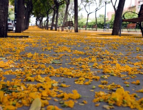 Vive el otoño en la parte alta de Barcelona
